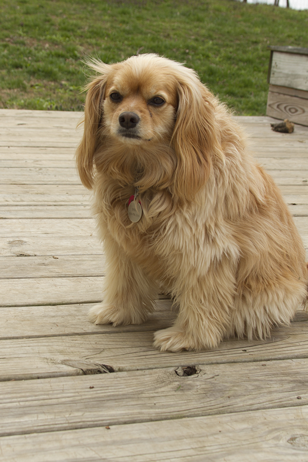 pomeranian spaniel mix breed pomeranian models picture pomeranian spaniel mix breed pomeranian models picture