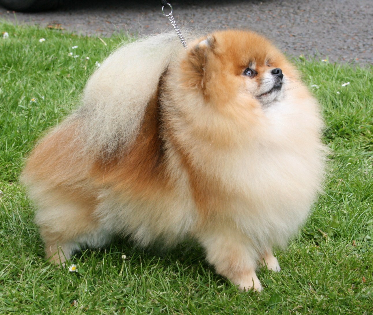 the pomeranian club the scottish pomeranian club scottish chions the pomeranian club the scottish pomeranian club scottish chions