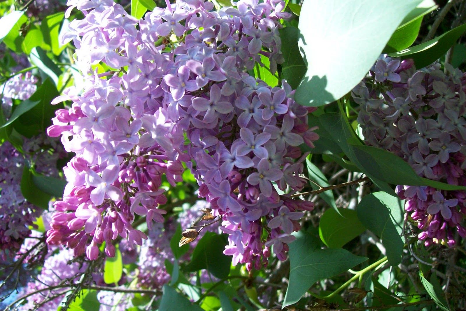 Life in a Deer Yard PURPLE LILACS' FOREVER MORE!!