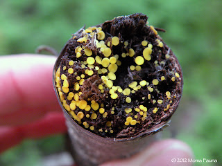 Tiny yellow cup fungi = love.