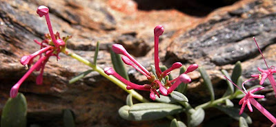 Centranthus nevadensis