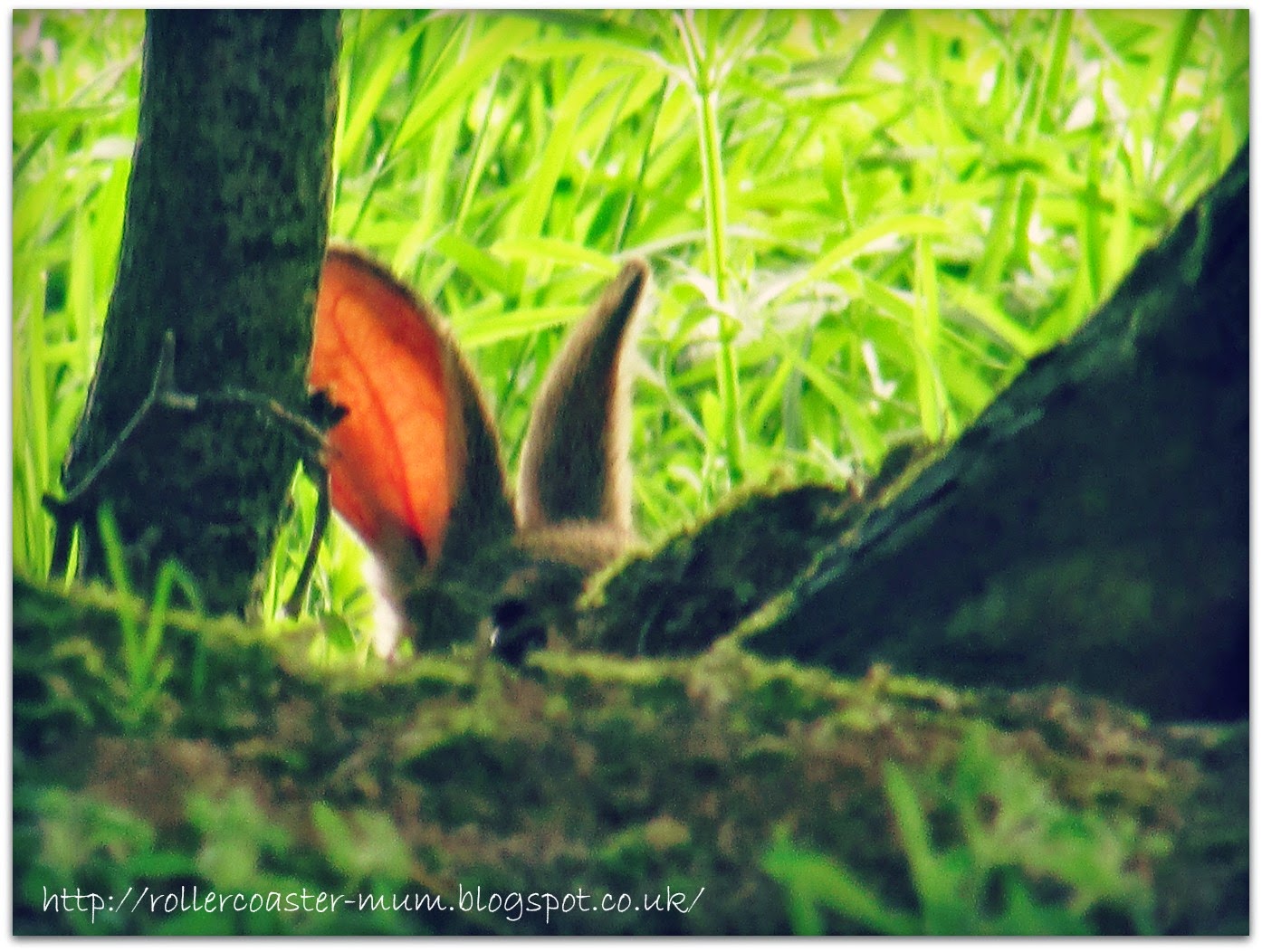 wild rabbit's ears wild rabbit hiding