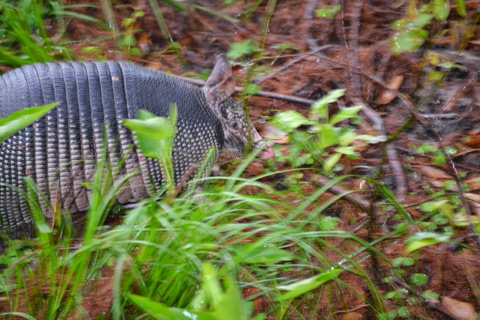 Along Slap Out Gully Ninebanded Armadillos are fascinating creatures