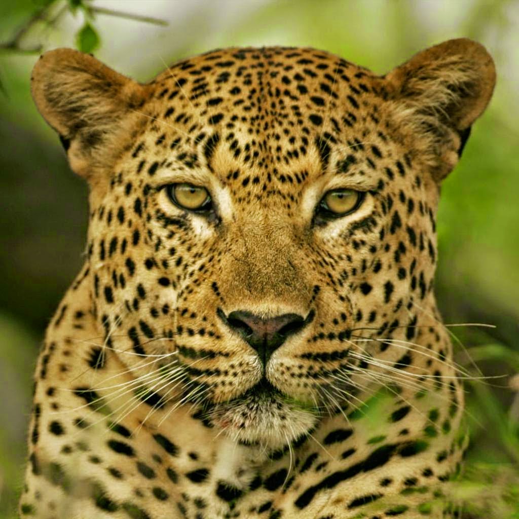 Animales, todas las especies - Página 17 Leopard+Face