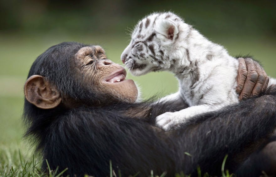 #5 Anjana The Chimpanzee And Tiger Cubs - Unusual Animal Friendships That Are Absolutely Adorable! #5 Anjana The Chimpanzee And Tiger Cubs - Unusual Animal Friendships That Are Absolutely Adorable!