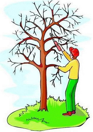 tree trimming