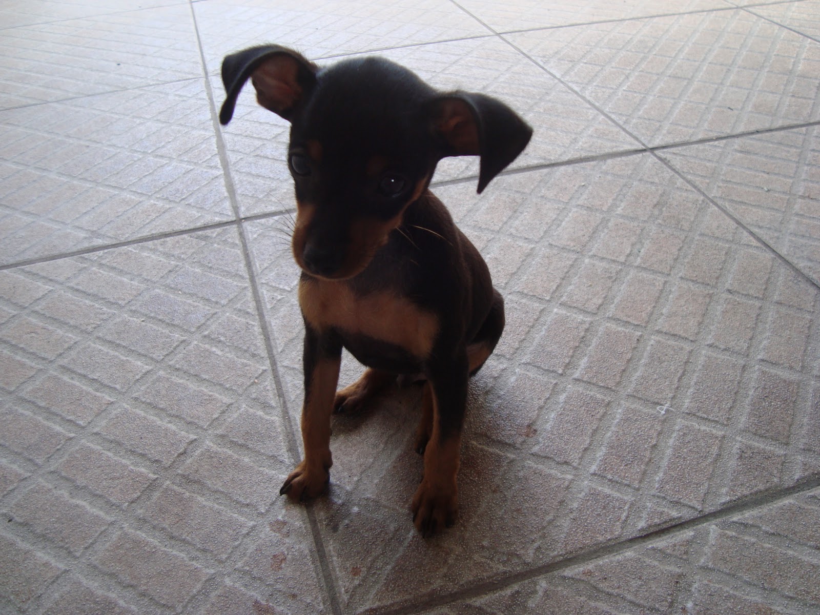 Seu Animal Domestico Tudo sobre o cachorro pinscher