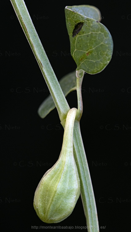 Fruto en proceso de maduración de Aristolochia Fruto en proceso de maduración de Aristolochia