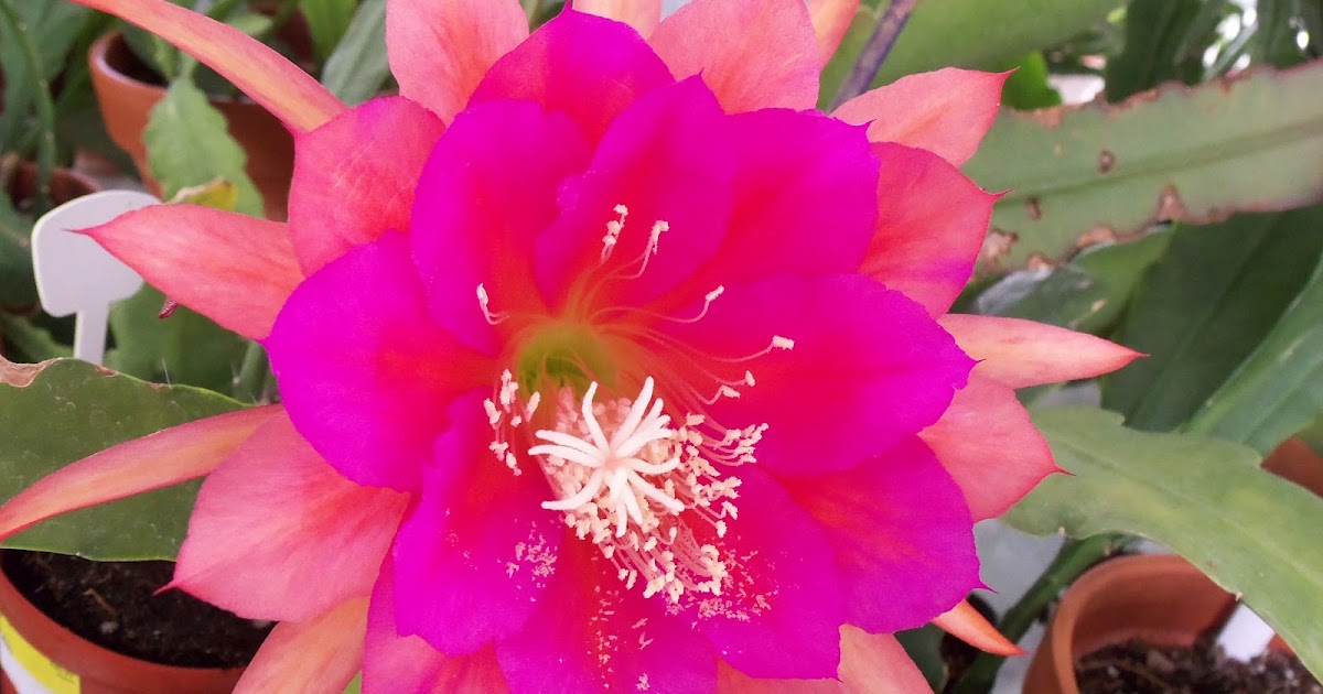The Epiphyllum Garden 'Letty May'