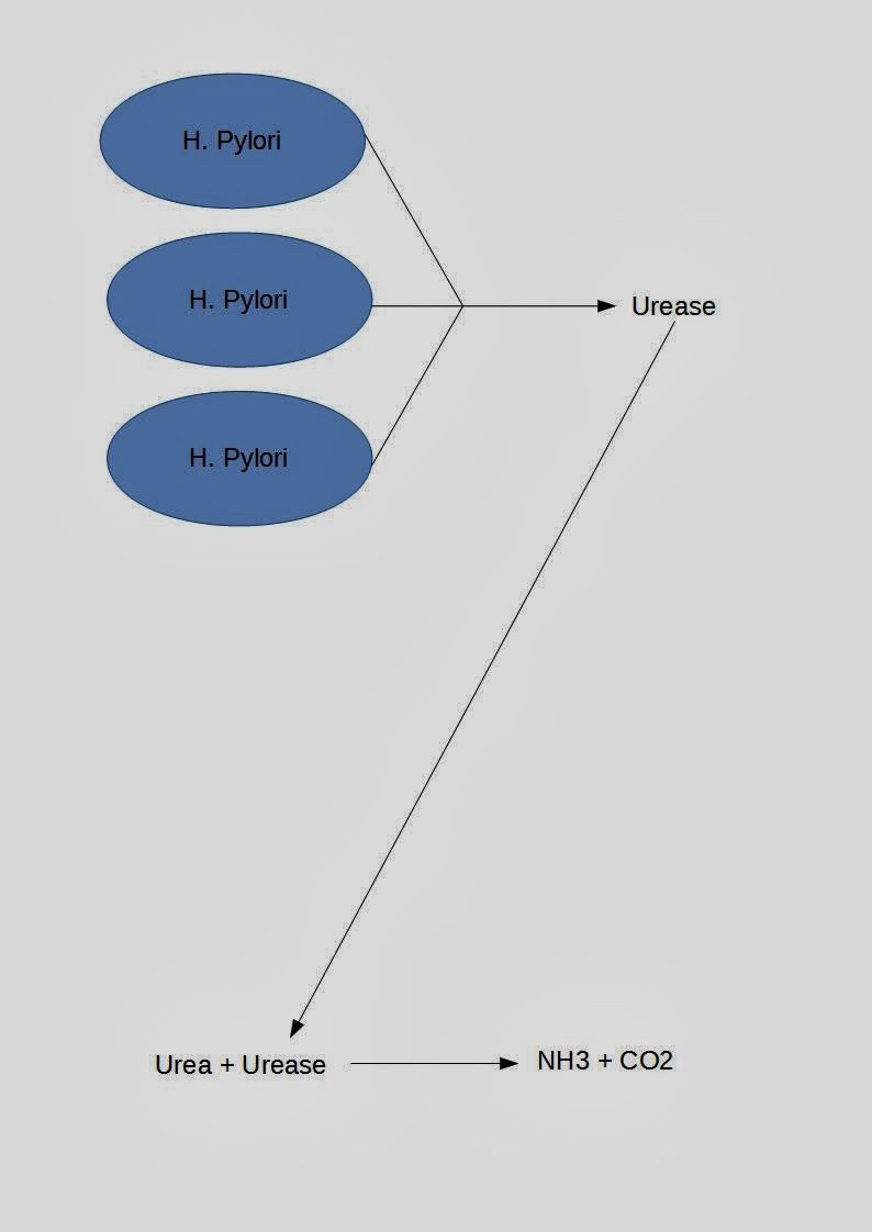 What I learned today... For your Information... How does CLO test work?