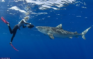 Tiger Shark - Perairan Lautan Pacific