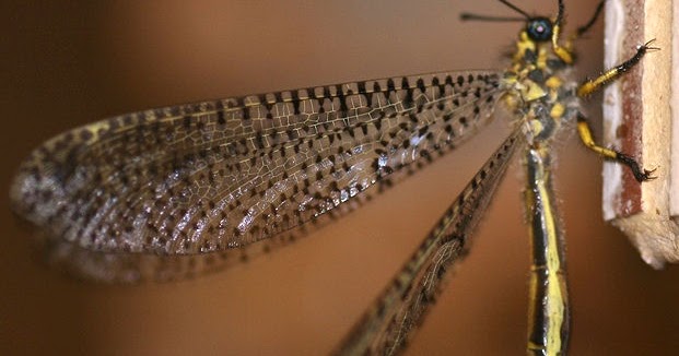 South African Photographs Dotted Veld Antlion (Palpares sobrinus)