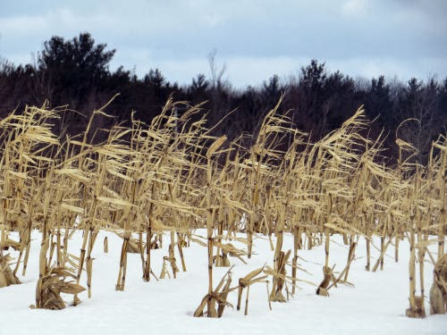 corn stalks