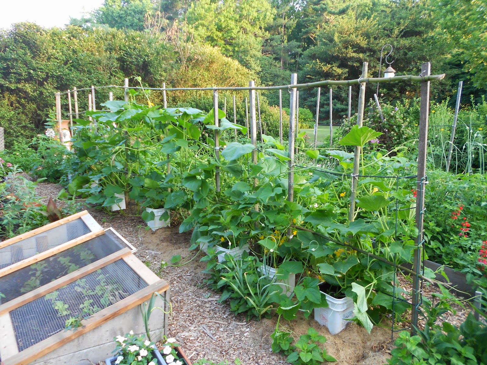 From Seed to Scrumptious Squash Trellis in Early July