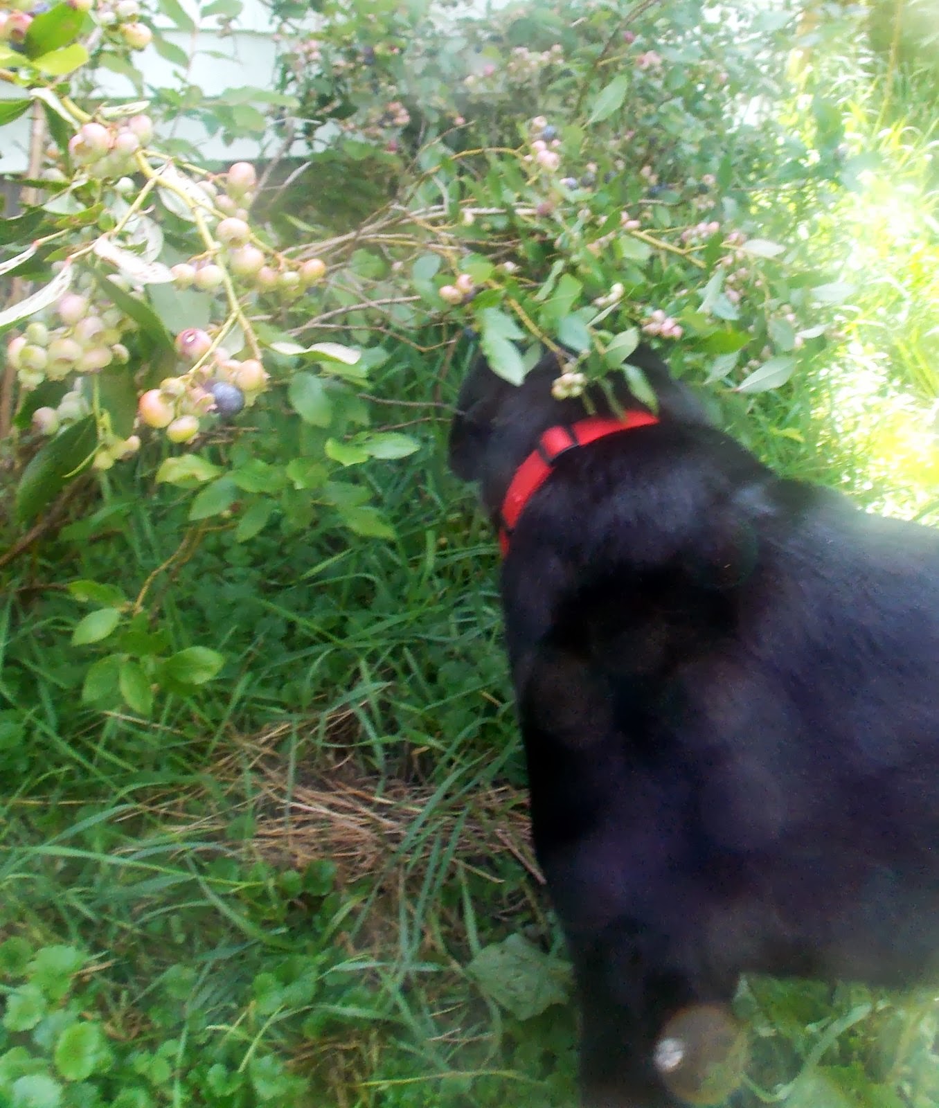 Our Deer Baby The Amazing Blueberry Eating Canine