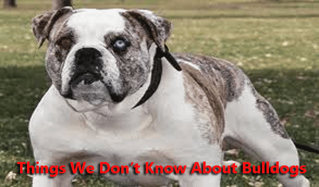 Things We Don’t Know About Bulldogs Things We Don’t Know About Bulldogs