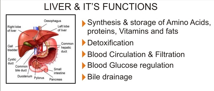 function of liver in our body