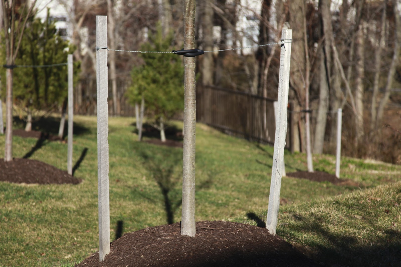 Autumn Walk Emerson Pulling Up (Tree) Stakes