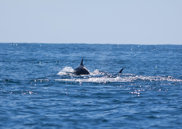 Bottlenose Dolphins, Scilly