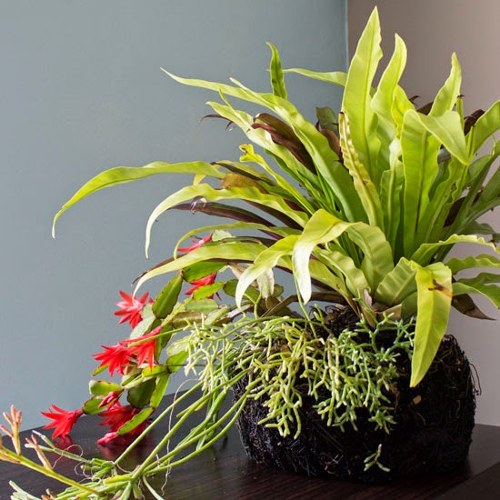 The Rainforest Garden Make this Living Flower Arrangement