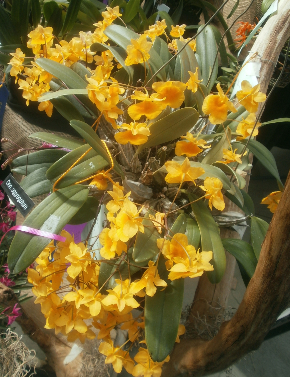 Plants are the Strangest People Pretty picture Dendrobium lindleyi