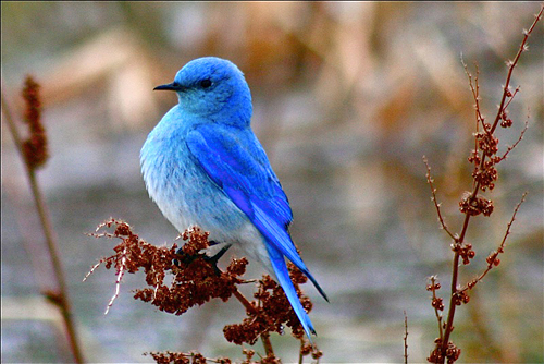 On the Mountain Bluebirds of Idaho | THE LYON'S ROAR