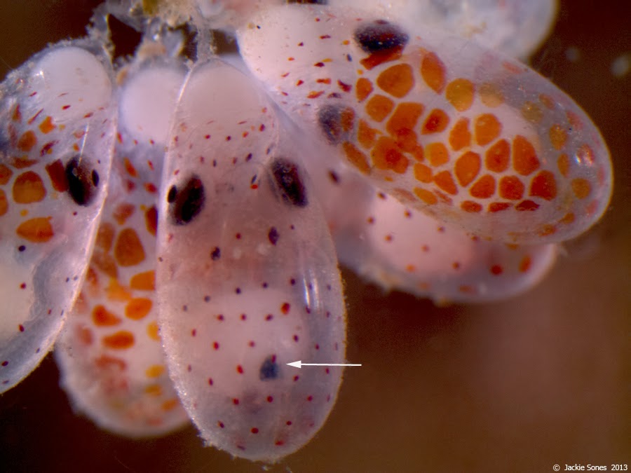 The Natural History of Bodega Head Day 79