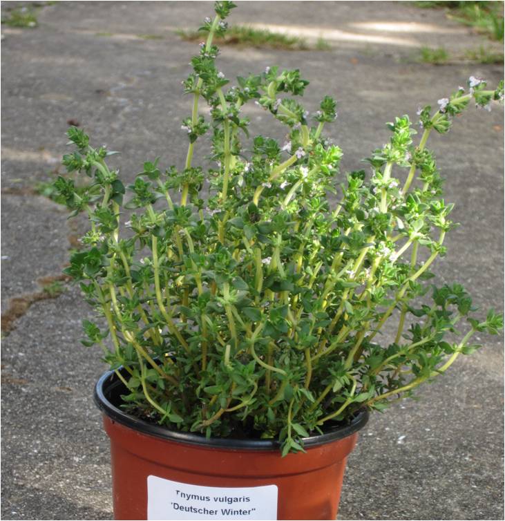 Tomilho vulgar (Thymus vulgaris) variedade "Deutscher Winter" em flôr