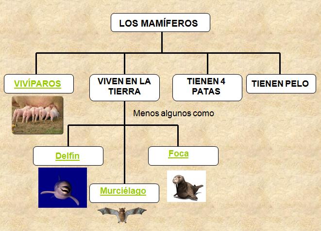 LA VIDA DE LOS MAMIFEROS la vida de los mamiferos: