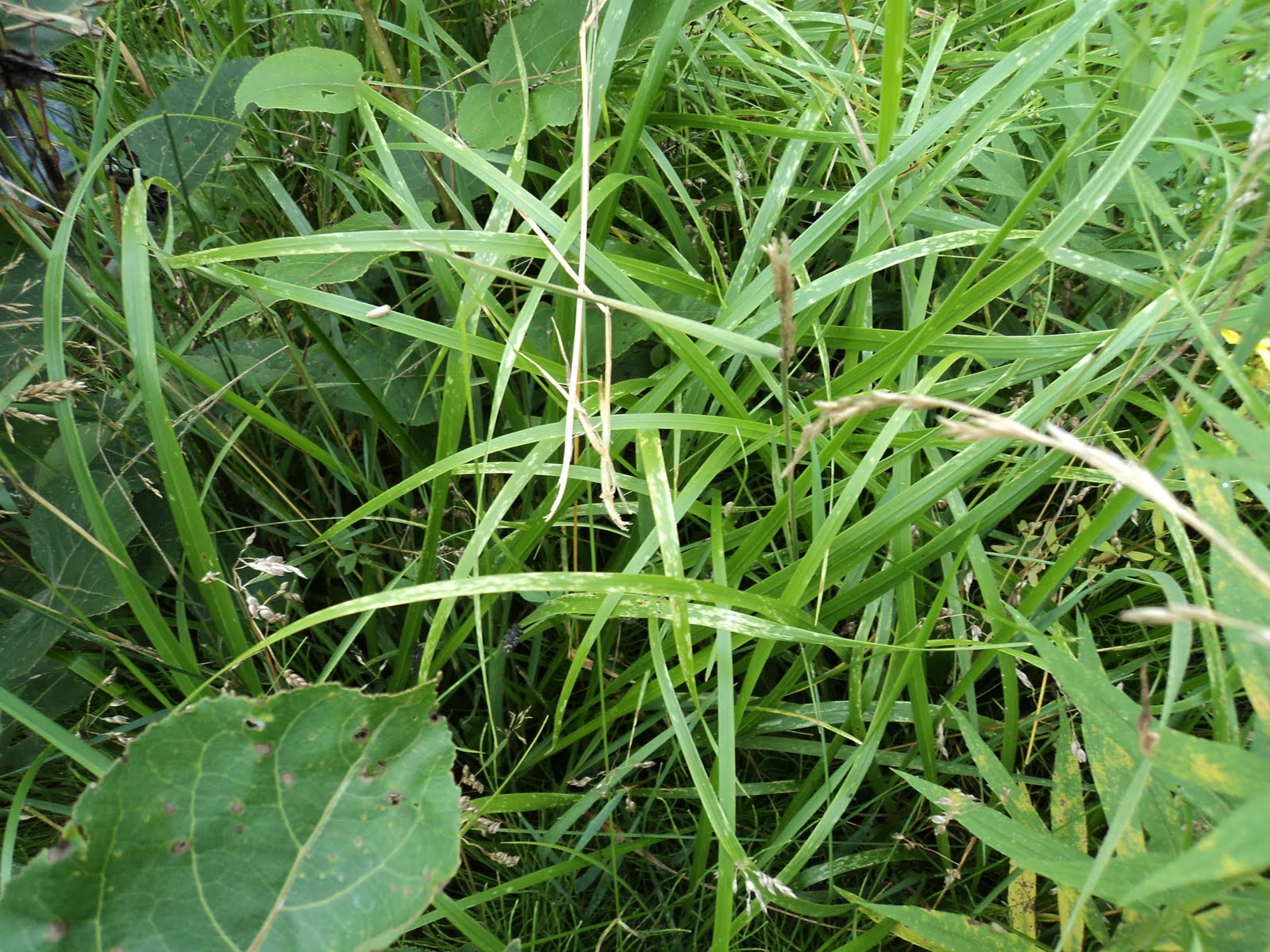 Garden River Green Plan Sweet Grass Wiingash, Hair of Mother Earth