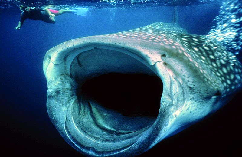 Kosas Kuriosas El tiburón ballena es el pez más grande del mundo