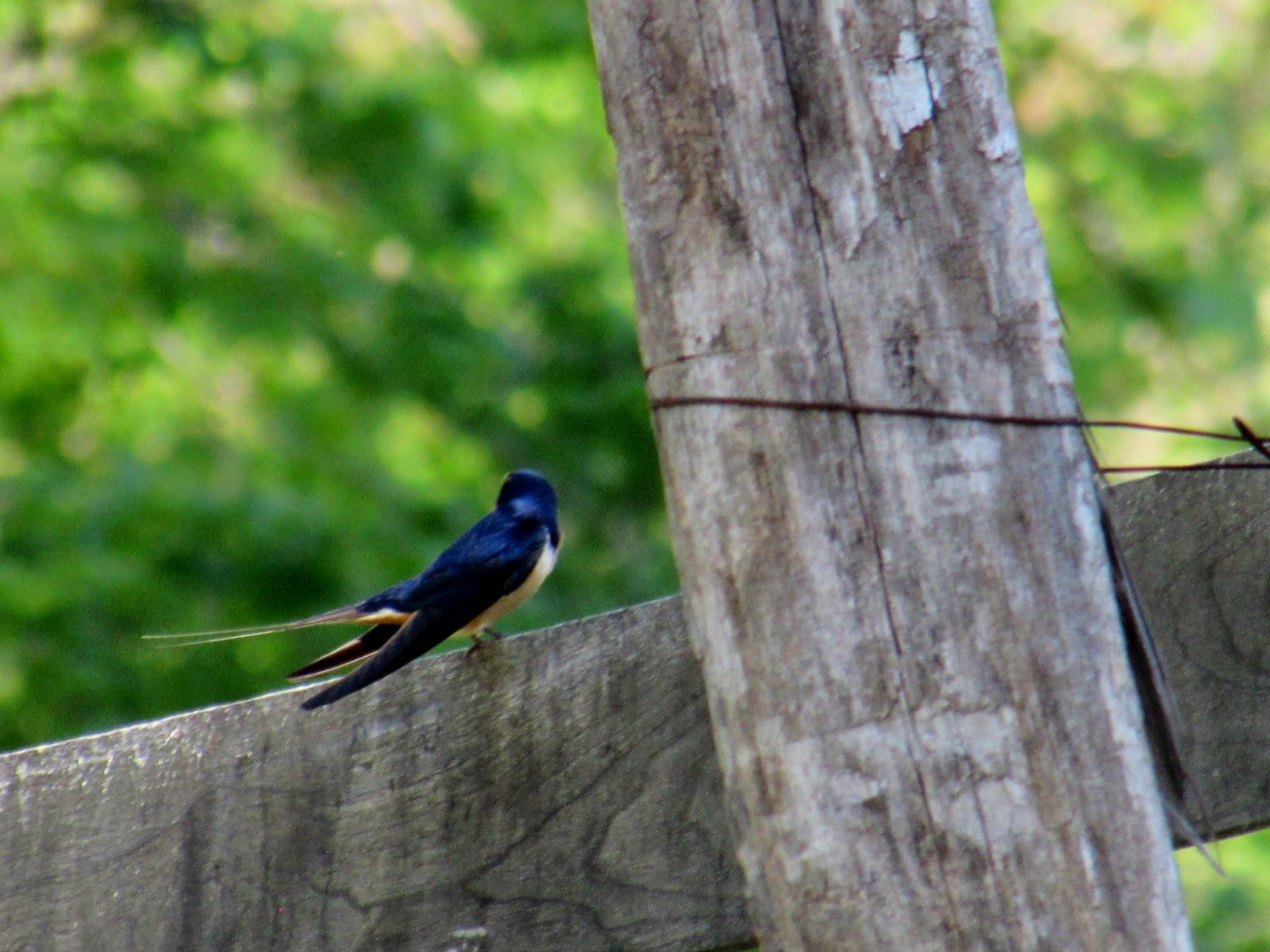 Rubbish By Roan Swallow