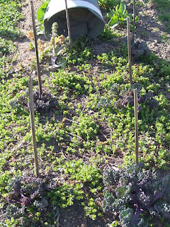 Bed of sea kale plants