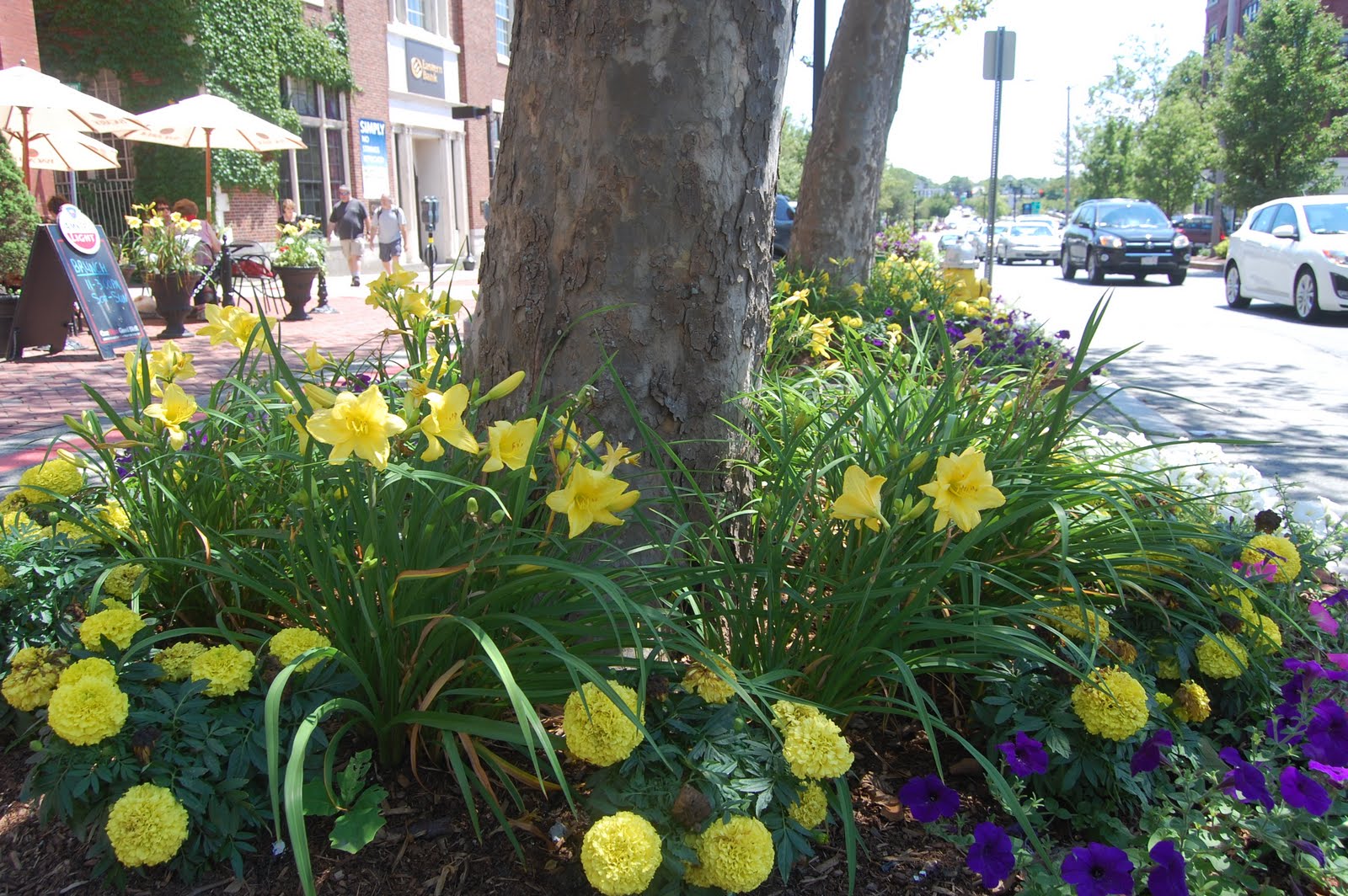 Sprouts Flowers Around Town Salem in the Summer