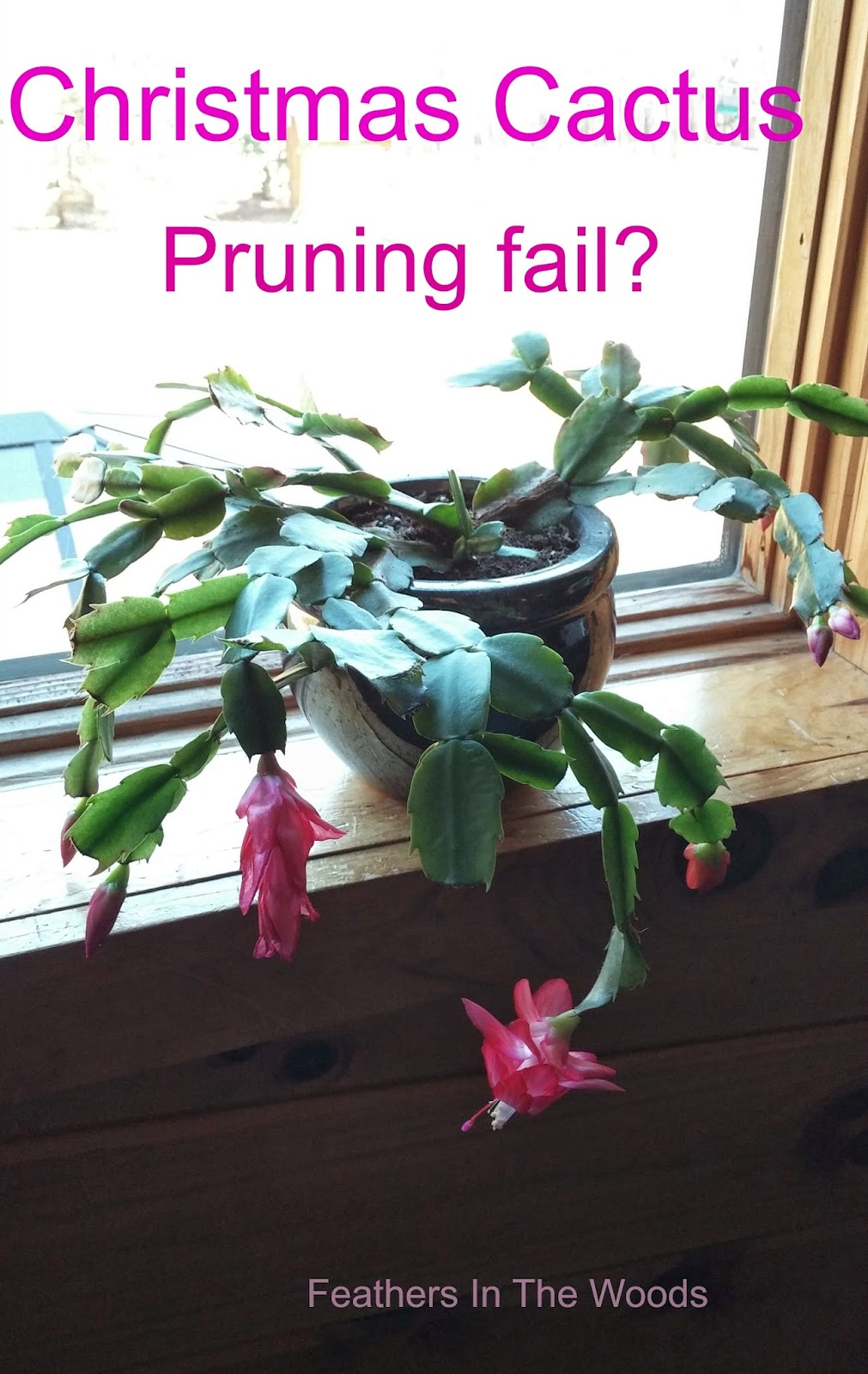 Feathers in the woods Christmas Cactus Pruning....Fail?