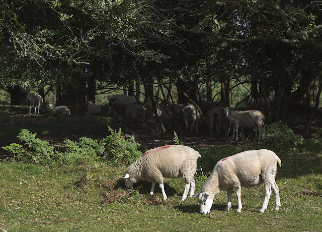 Sheep grazing on the Ashdown next to the Hollies car park.  Ashdown Forest, 6 September 2012.