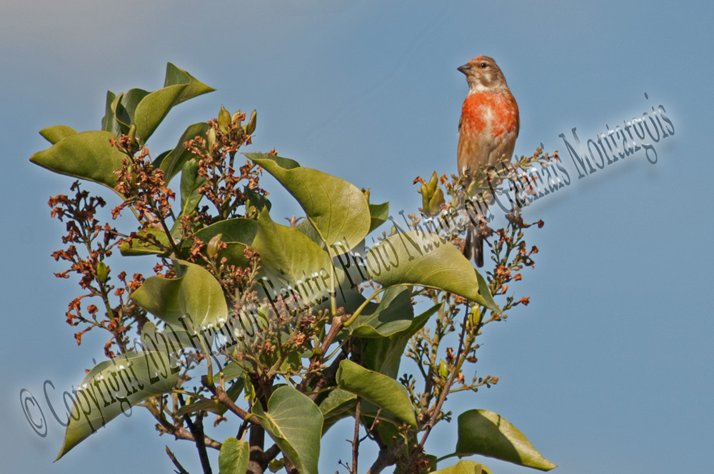 Linotte mélodieuse ♂