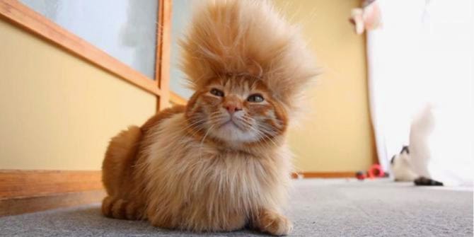 Ini Dia Si Kucing Berambut Mohawk Yang Menggemaskan Kucing
