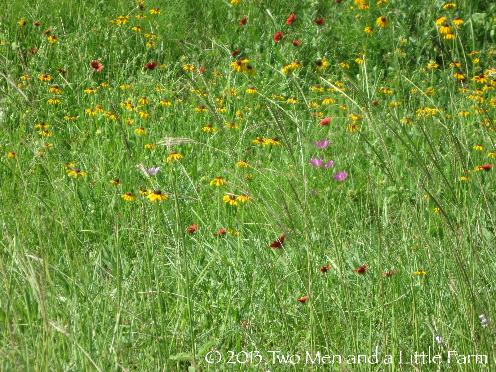 Two Men and a Little Farm June 2013