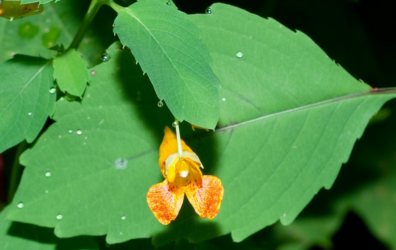 Growing Hermione's Garden Impatiens capensis Spotted Jewelweed
