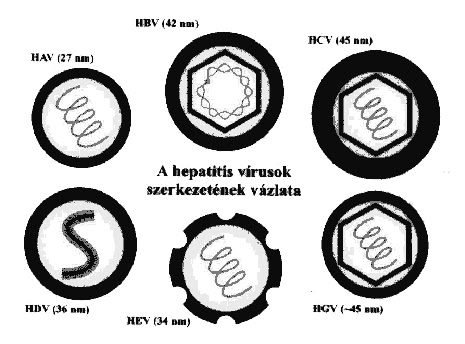 pharmapoint prophylactic hepatitis b virus vaccines Epidemiology and prevention of vaccine-preventable diseases delta hepatitis is an infection dependent on the hepatitis b virus (hbv) it may of infants will become infected in the absence of postexposure prophylaxis. pharmapoint prophylactic hepatitis b virus vaccines Epidemiology and prevention of vaccine-preventable diseases delta hepatitis is an infection dependent on the hepatitis b virus (hbv) it may of infants will become infected in the absence of postexposure prophylaxis.