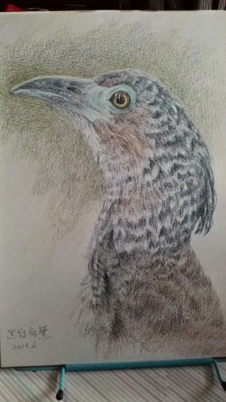 黑冠麻鷺 Colored pencil drawing