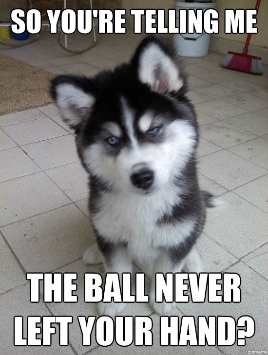 30 funny animal captions part 4 (30 pics) funny animal funny funny animal memes 004 006 30 funny animal captions part 4 (30 pics) funny animal funny
