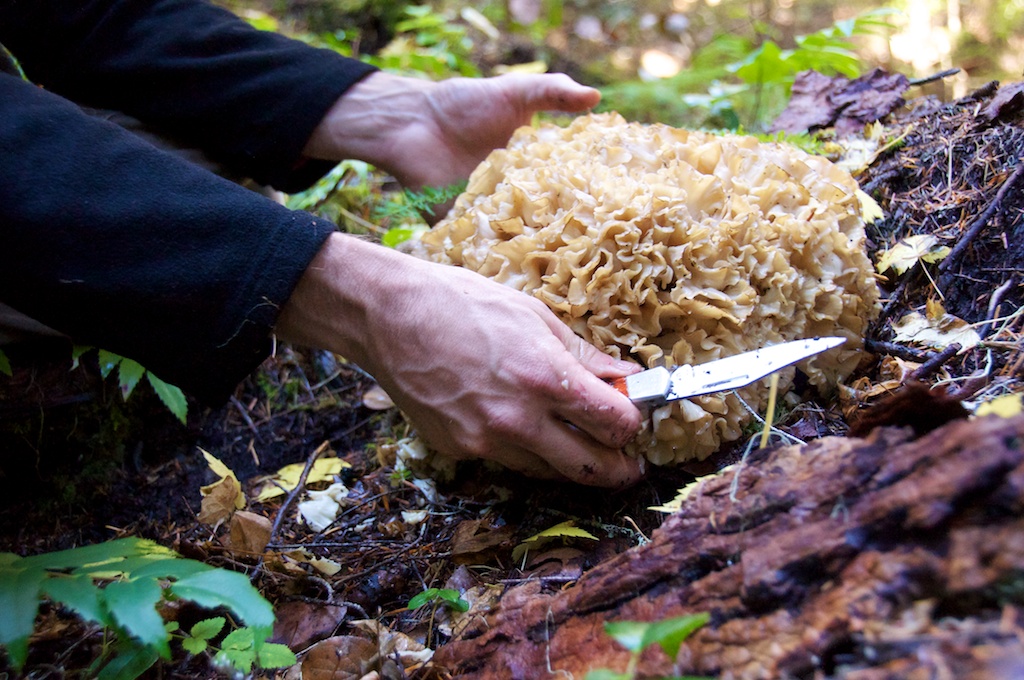 Fat of the Land Matsutake and Shellfish Soup