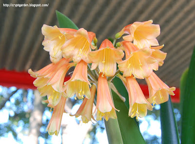 Clivia Interspecific