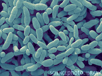 Mikroorganisme pada Proses Fermentasi Biji Kakao ~ Knower's