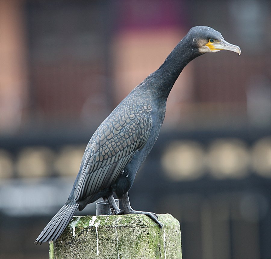 Murfs Wildlife Great Cormorant