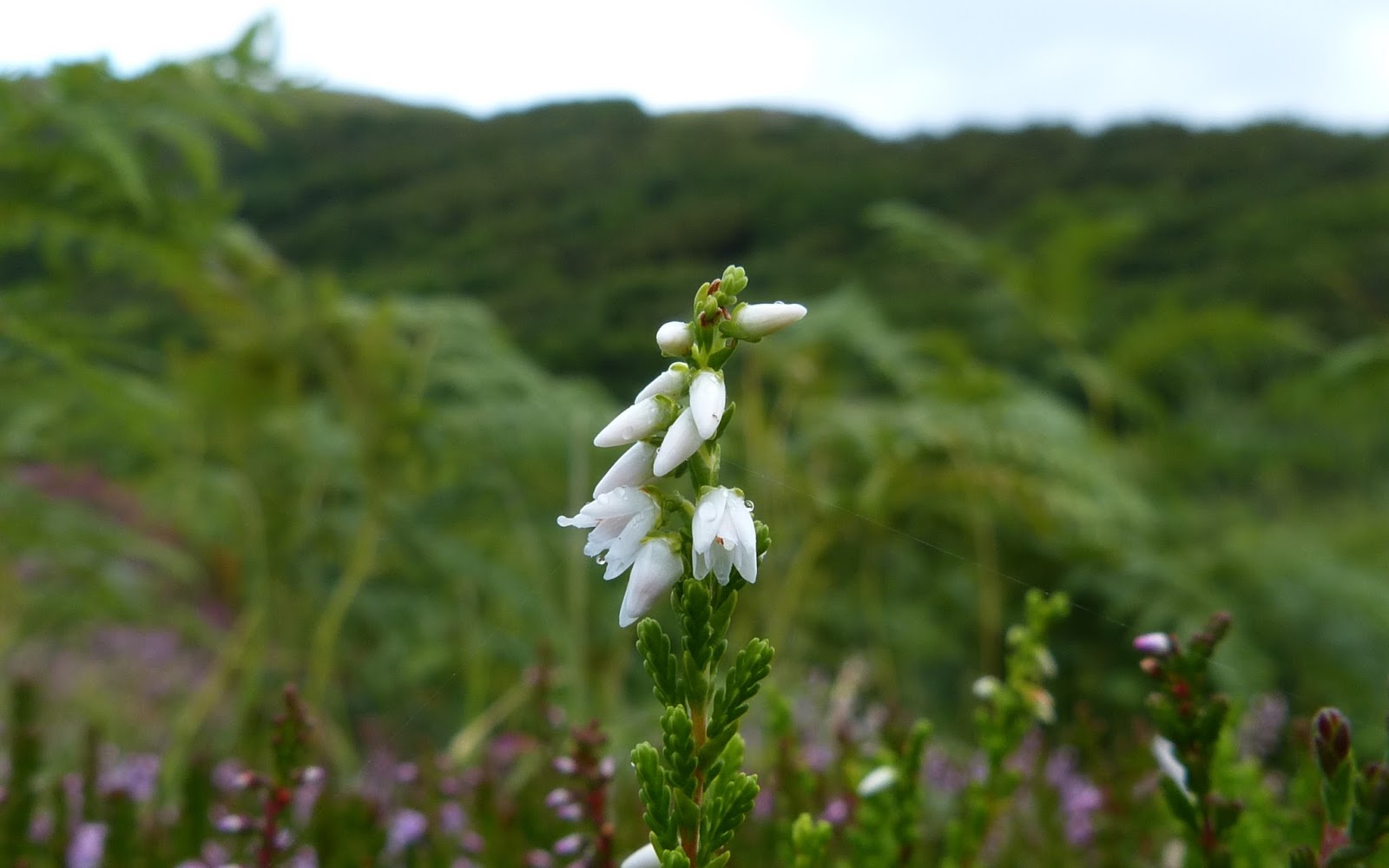 A Kilchoan Diary White Heather