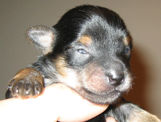 when do puppies open their top 28 when do puppies open newborn pomeranian white puppy open royalty free when do puppies open their top 28 when do puppies open newborn pomeranian white puppy open royalty free