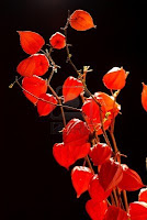 Significado del color de las flores - Naranja rojizo